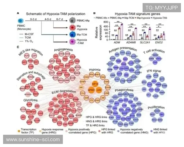 广州篮球队速度表现分析：数据揭示球队快攻效率与比赛胜负关系